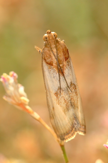 Aiuto id. Pyralidae - Pterothrixidia rufella var. impurella